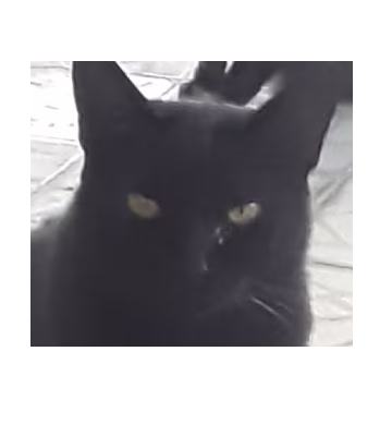 Dora
