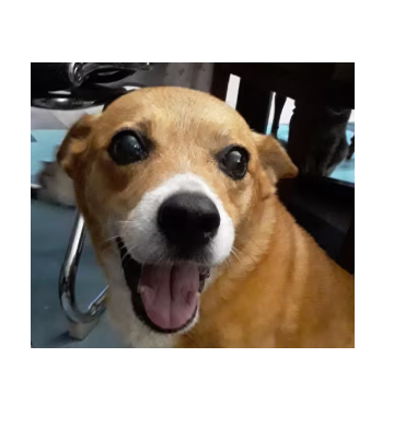 Raposinha